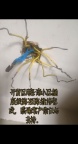 澳德乐周边24小时电工抢修｜商场商铺、小区随叫随到